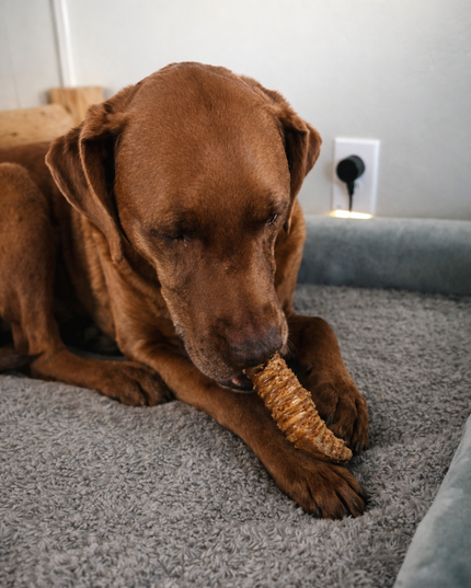 Brown dog chewing on a bone-shaped toy on a carpeted floor.