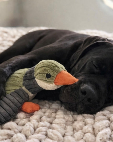 Mountain Cozee Reinforced Plush Duck Squeaky Dog Toy – Durable Soft Cuddle Toy for Small, Medium, and Large Dogs (5" & 12")