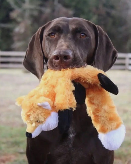 Dog holding a plush toy in a grassy field