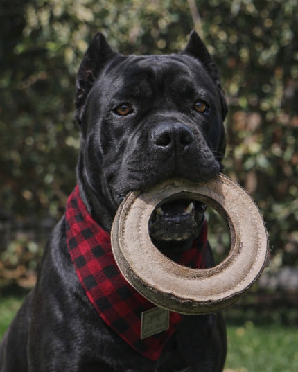 Mountain Cozee Durable Leather Ring Dog Toy – 7” Stitched Wool & Hide Toy for Interactive Tug and Retrieval