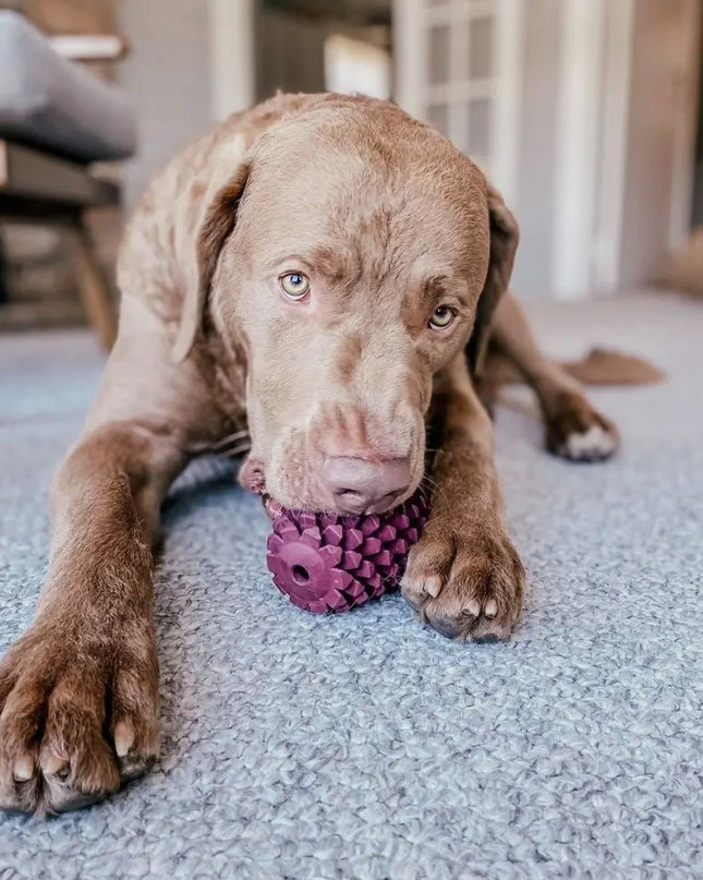 Mountain Cozee 4” Natural Rubber Pinecone Dog Toy – Durable Fetch & Treat Enrichment Toy – Dental Health & Gum Massager for Small Dogs up to 25 lbs