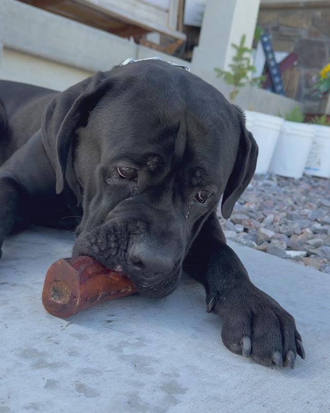 All Natural Smoked Beef Marrow Bone for Dogs